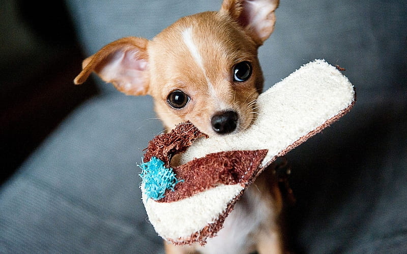 Chihuahua slippers muzzle-Animal, HD wallpaper