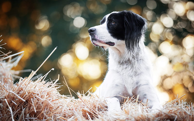 white black cute dog, border collie, black ears, pets, field, grass, dogs, friendly dog breeds, cute animals, HD wallpaper