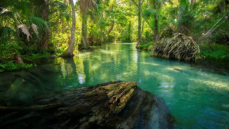 The Emerald cut at Rock Spring, Florida, trees, river, water, usa, HD wallpaper