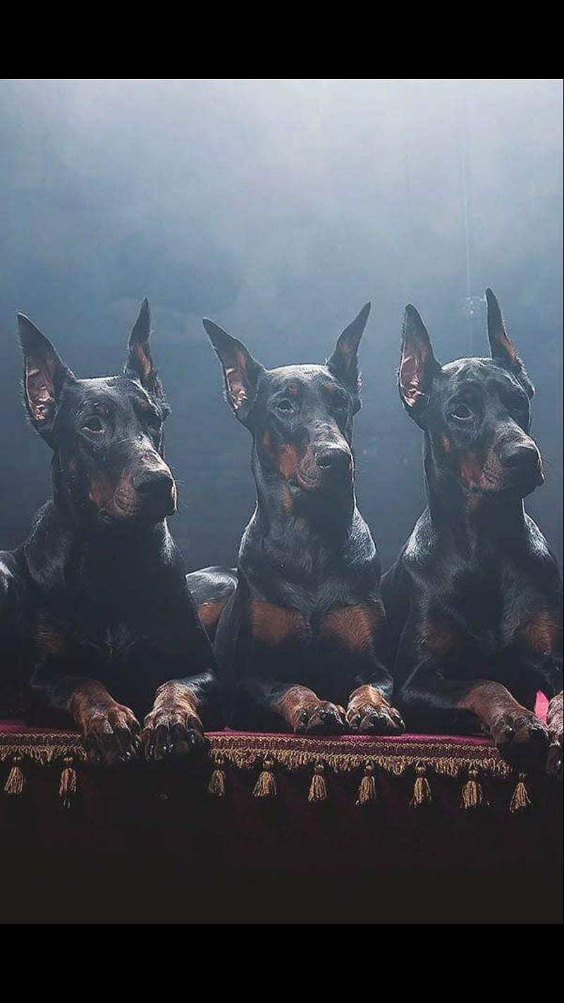 Dog Black doberman, HD phone wallpaper