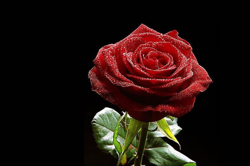 Red Passion for you, my Wonderful Coco :), doreen, rose, deep red, raindrops, HD wallpaper