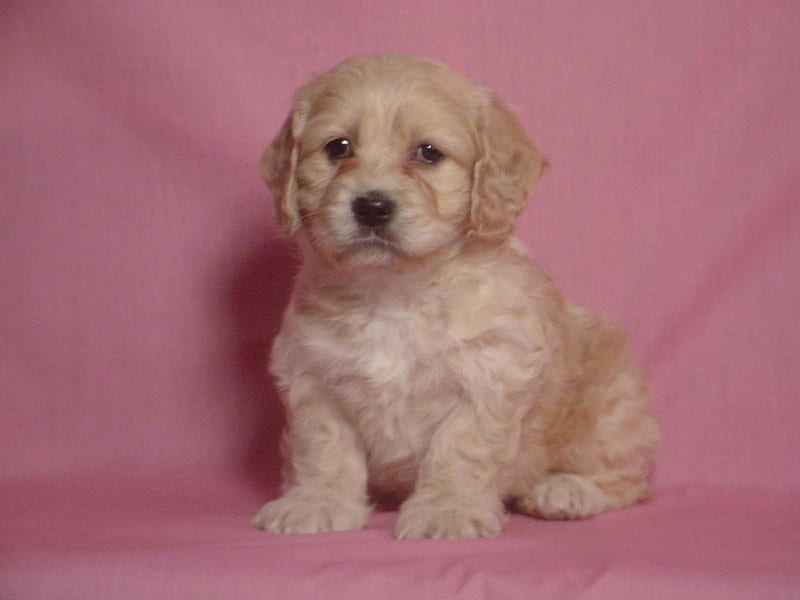 POSING FOR A , cute, posing, adorable, pup, dog, HD wallpaper