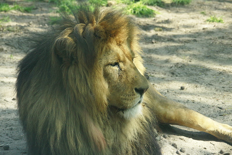 Leones, real, grafía, bonito, mazare alexandru, gatos, animales, Fondo de  pantalla HD | Peakpx