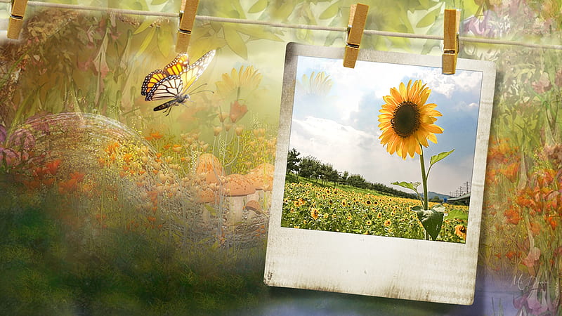 Sunflower , clothes pins Polaroid, abstract, butterfly, flower, Kodak, Firefox Persona theme, field, HD wallpaper
