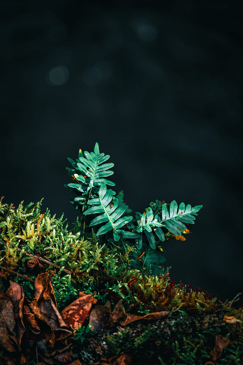 fern, leaves, plant, green, carved, HD phone wallpaper