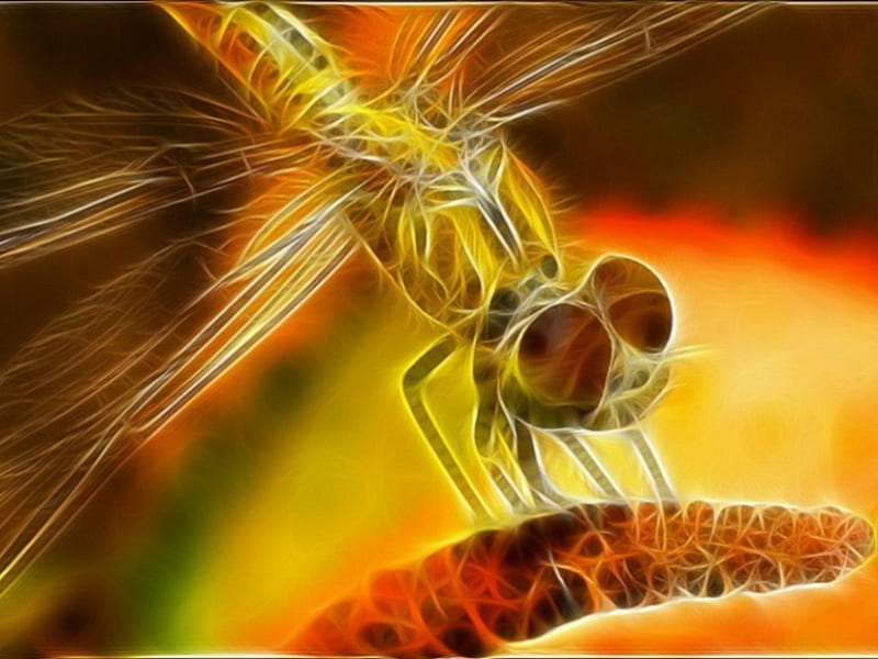 dragonfly, 3d, abstract, animals, HD wallpaper