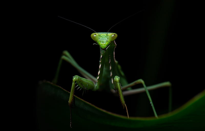 Praying Mantis, green, calugarita, macro, black, insect, macr, HD wallpaper