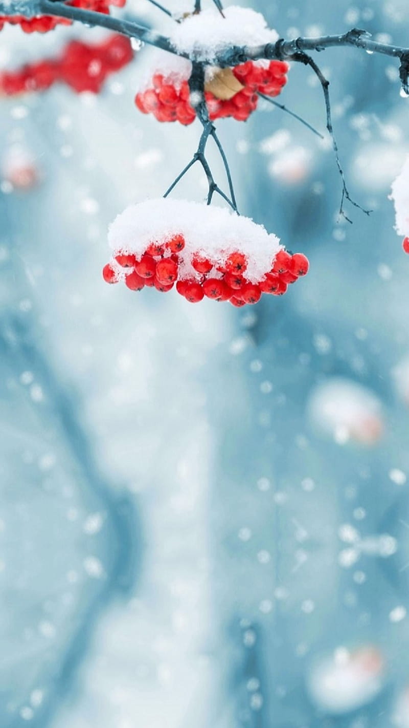 Winter, branch, christmas, cold, red, snow, tree, HD phone wallpaper