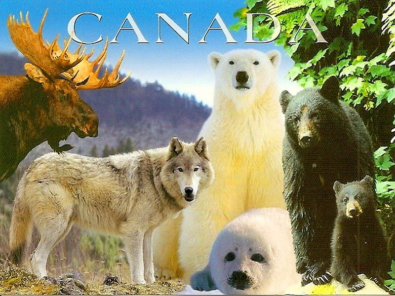 Animals of Canada, black bear, wolf, moose, polar bear, HD wallpaper
