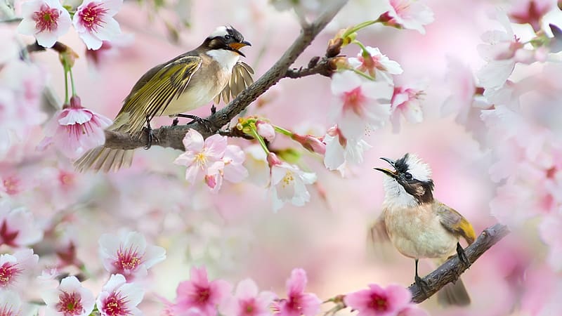 Light-Vented Bulbul couple, bird, flower, fuyi chen, nature, spring, pasari, blossom, pink, light vented bulbul, couple, HD wallpaper