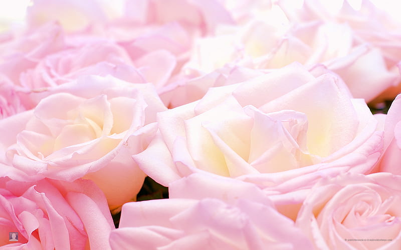 Pretty pink roses.., gentleness, heart-felt appreciation, grace, joy, HD wallpaper