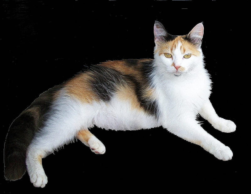 MsKitty, calico, orange, black, colors, white, cat, HD wallpaper