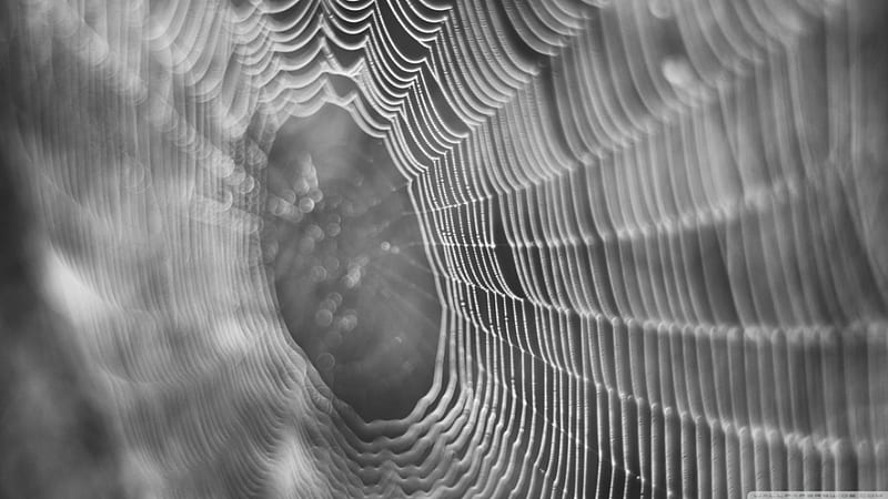 Dew on spider web, raindrops, dew, abstract, spider web, dewdrops, graphy, web, macro, close-up, nature, rain, HD wallpaper