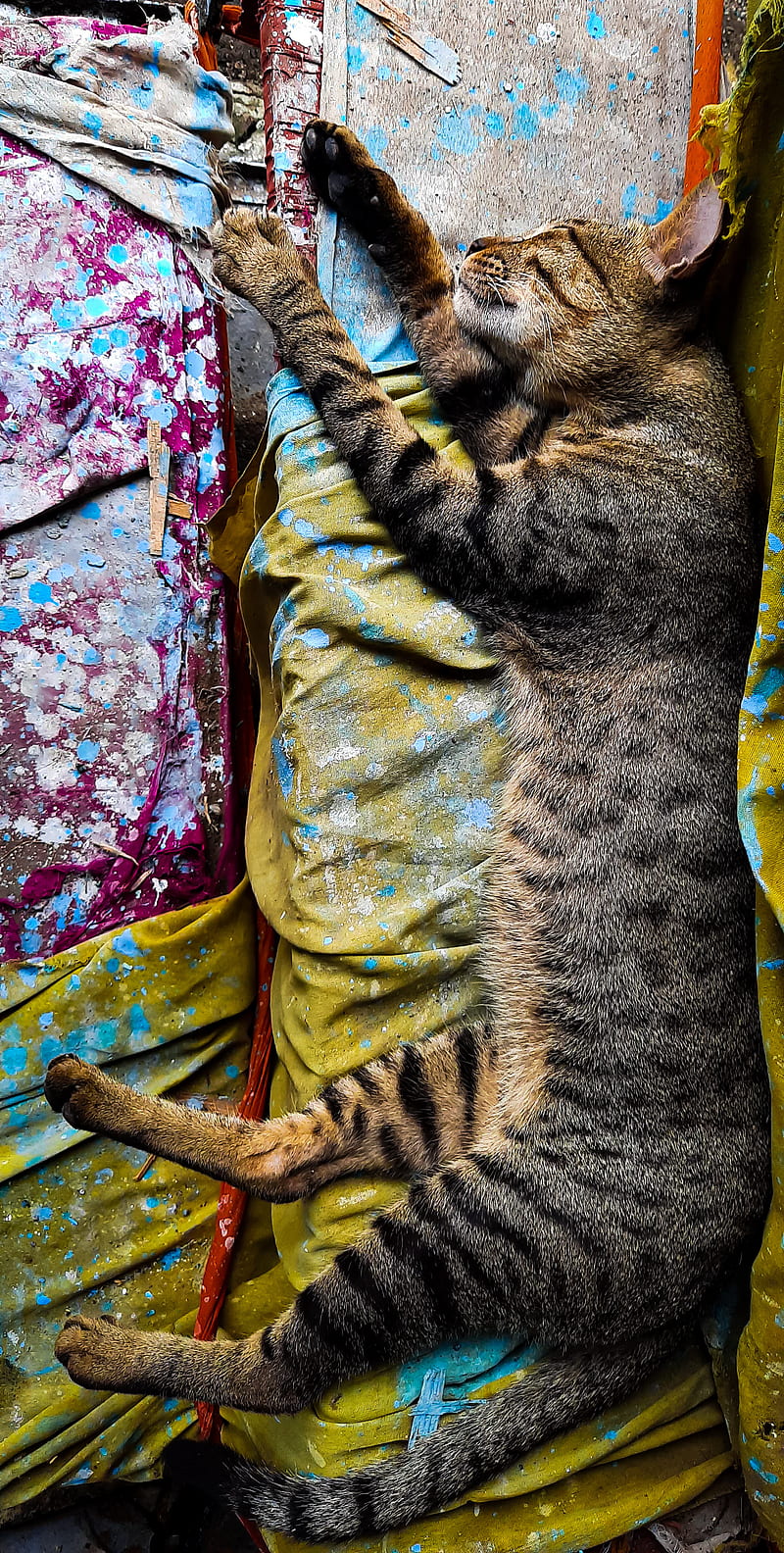Sleeping cat, cat, cats, kitten, land, nap, pais, pays, sleeping, theme, wonder, HD phone wallpaper