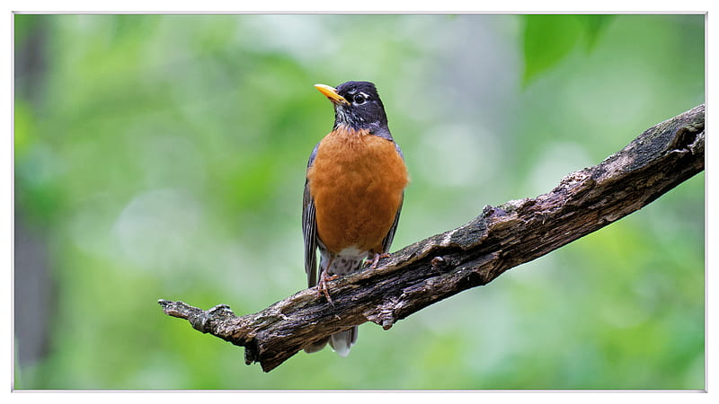 American Robin , birds, bird, nature, HD wallpaper