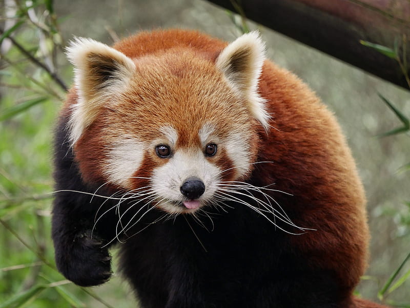 Red Panda Tongue