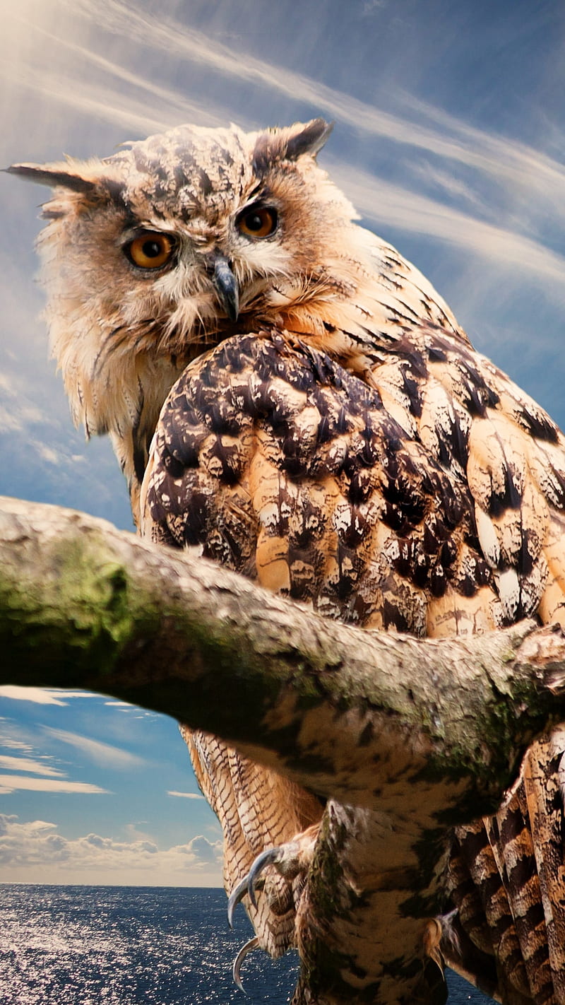 Brown Owl , sky, bird, predator, animal, wild, HD phone wallpaper