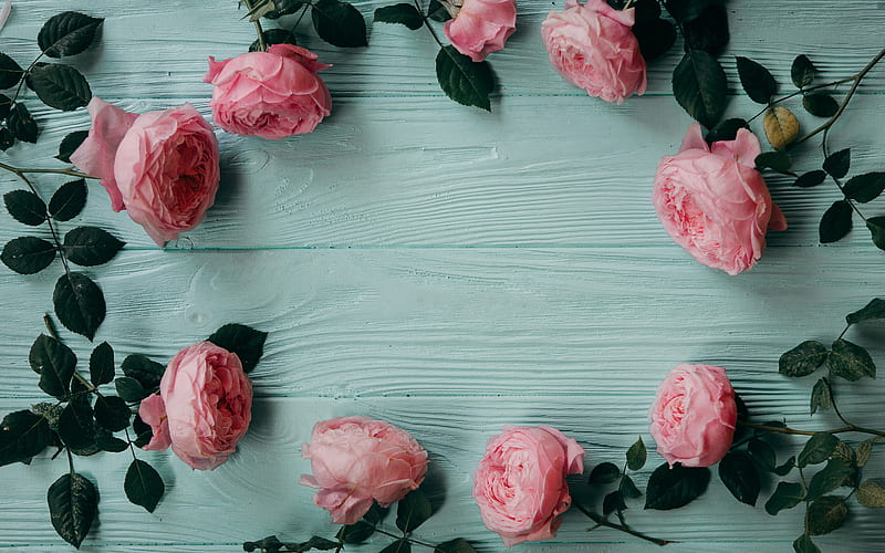 frame of pink roses, floral frame, blue wooden background, rosebuds, pink flowers, HD wallpaper
