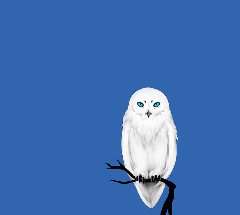 owl, love, HD wallpaper