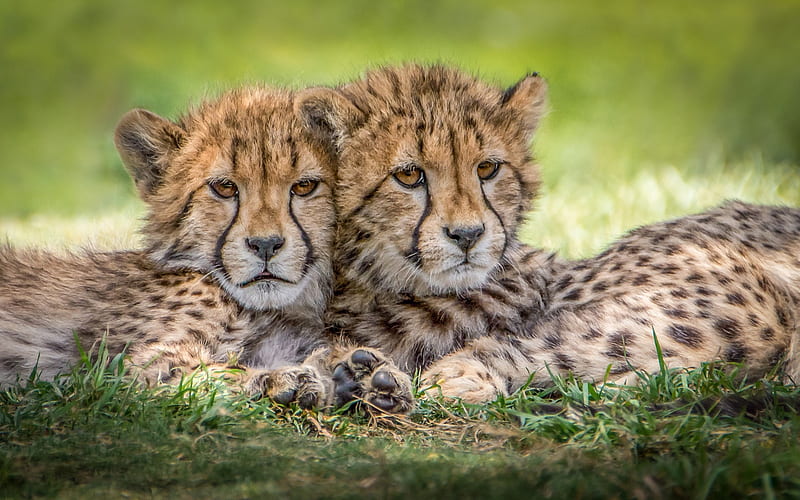 cheetahs, cubs, twins, small wild cats, wildlife, Africa, HD wallpaper