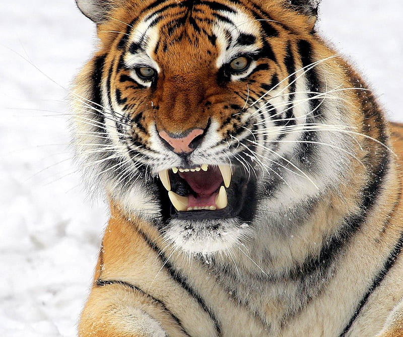 Tiger , animal, fierce, natural, nature, snow, HD wallpaper