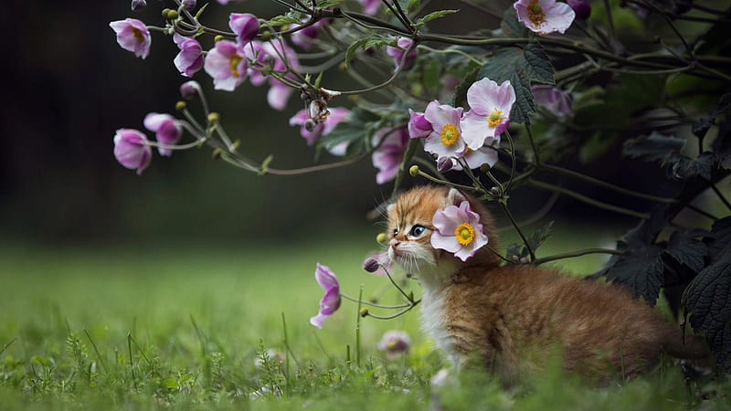 Cute Little Kitten Is Standing On Green Grass Under Flowers Plant Cat, HD wallpaper