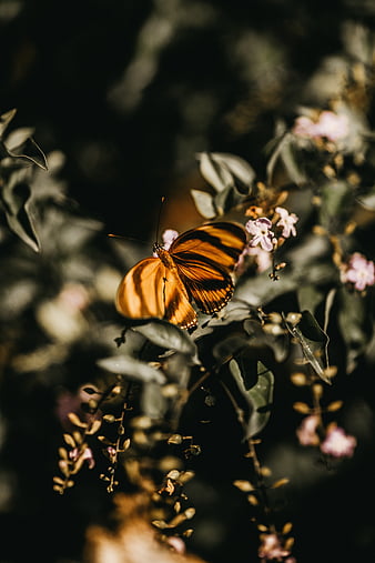 Butterfly, insect, HD wallpaper | Peakpx