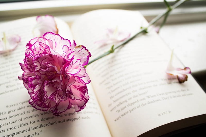 * I just really love books! And flowers!*, book and flower, books, love books, flower, petals, carnation, pink, HD wallpaper