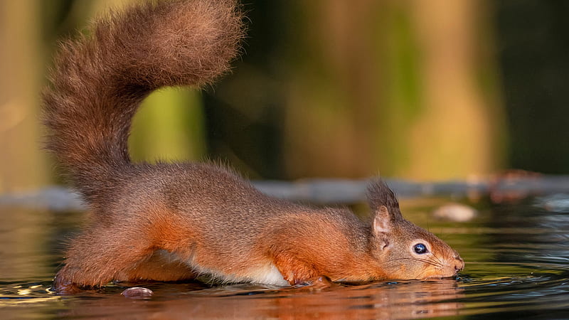 Red Squirrel Is Standing Around Water Squirrel, HD wallpaper
