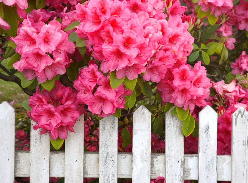 Not just a white picket fence, fence, picket, flowers, hanging, white, pink, HD wallpaper