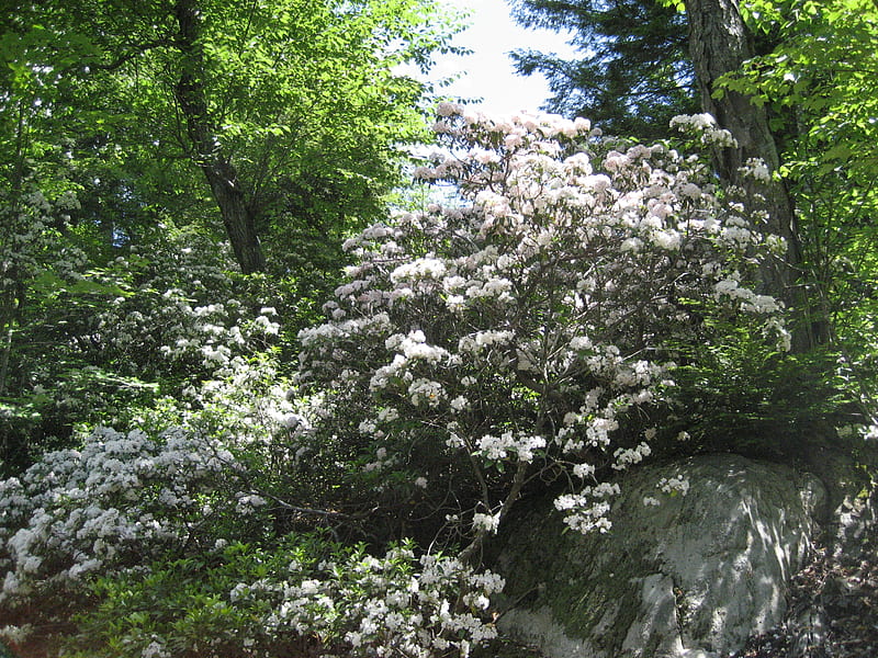 Mountain Laurel, flowers, wild, woods, HD wallpaper