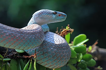reptiles, python, Fond d'écran HD