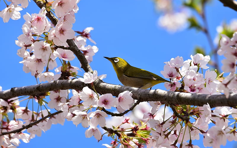Cherry and Bird, blossoms, nature, bird, cherry, tree, HD wallpaper