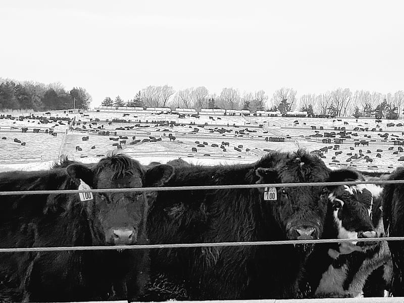 Cattle, bull, cow, cows, farm, nature, HD wallpaper