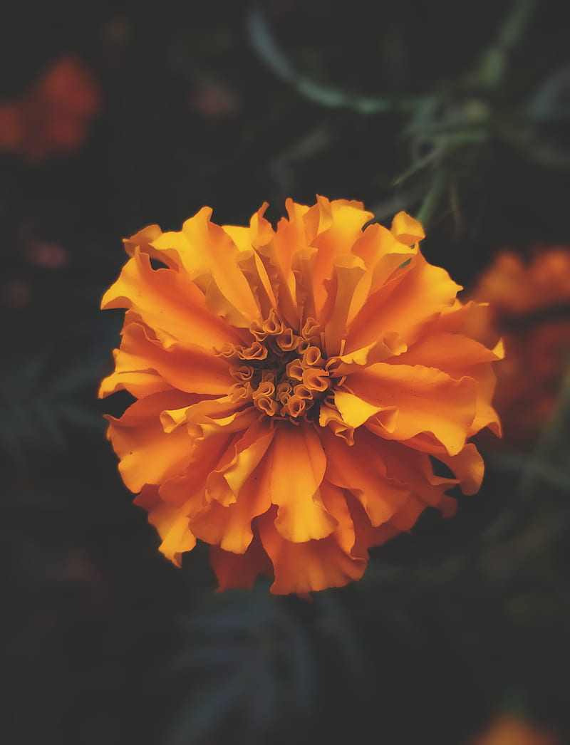 Orange Flower in Tilt Shift Lens, HD phone wallpaper