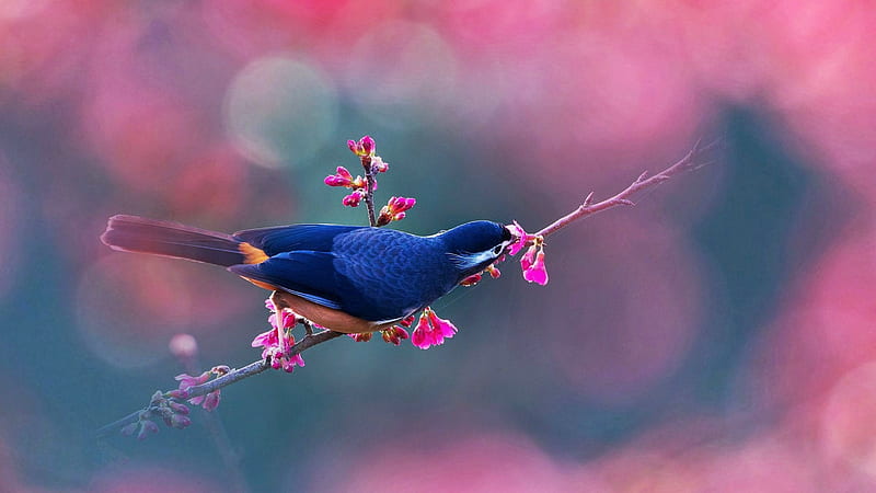 Pájaro en el árbol de sakura, azul, colores, amarillo, flores, Fondo de  pantalla HD | Peakpx