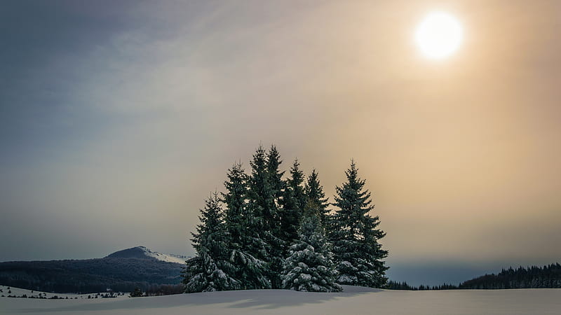 Snow Covered Fir Trees And Forest Mountain Under Sky With Sun During Winter Nature, HD wallpaper