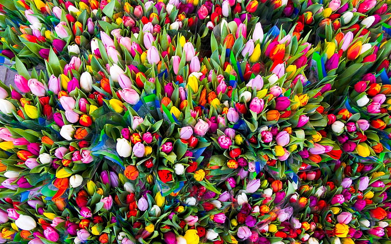 many tulips, spring flowers, colorful tulips, beautiful flowers, spring, HD wallpaper