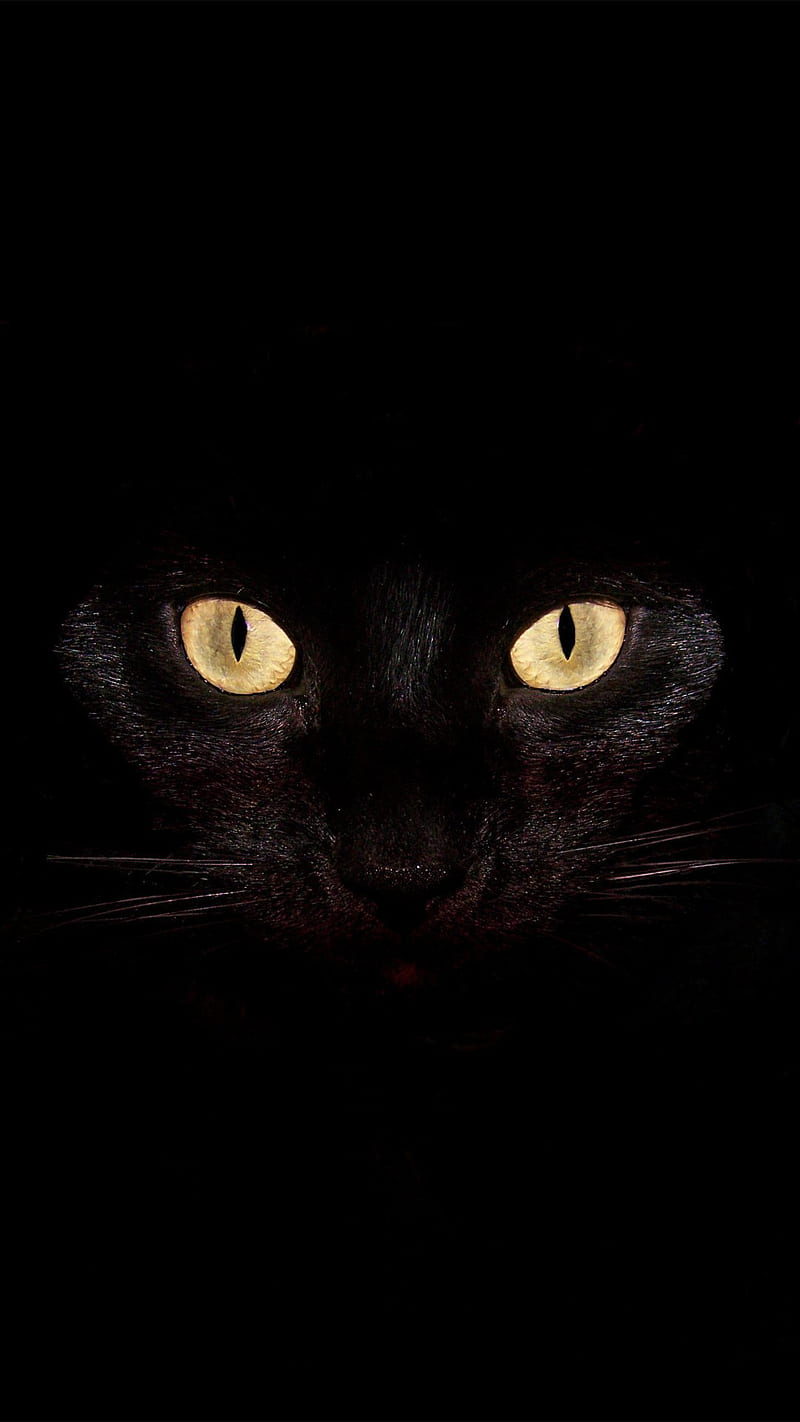 Cat, black, cats, eyes, yellow, halloween, HD phone wallpaper