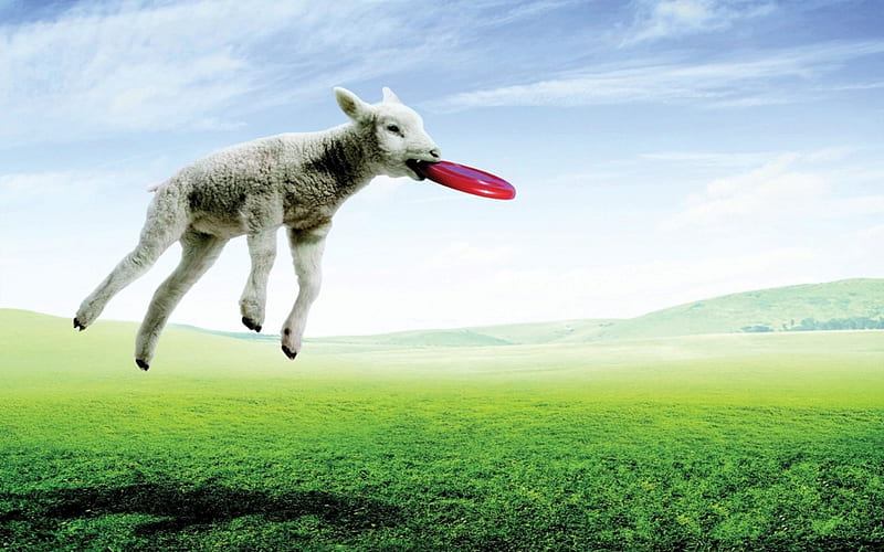 time to play, cute, grass, lamb, spring, field, play, HD wallpaper
