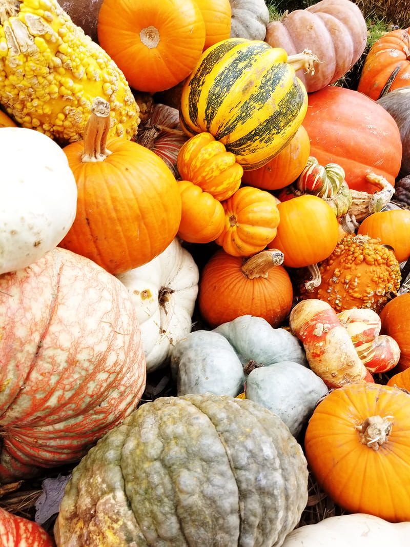 A buncha pumpkins, fall, pumpkin, pumpkins, HD phone wallpaper | Peakpx