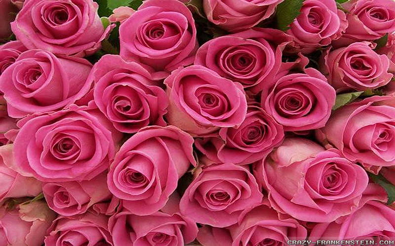 Very Beautiful Pink Roses, Lovey, Brunch, Roses, Pink, HD wallpaper