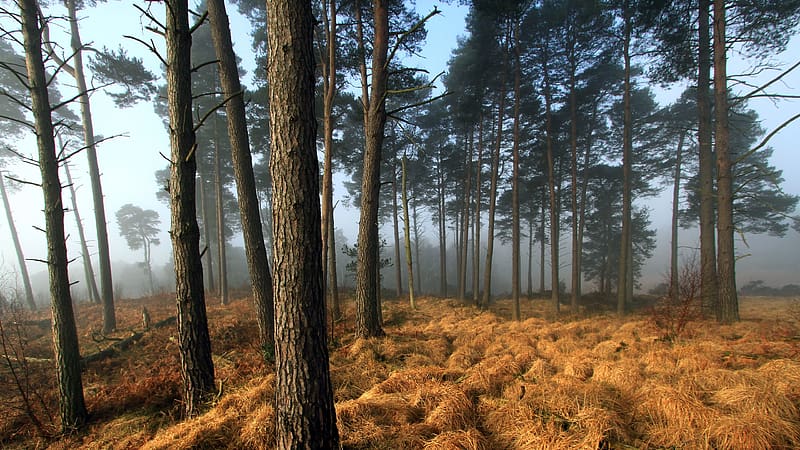 Asown Forest Landscape East Sussex UK Bing, HD wallpaper