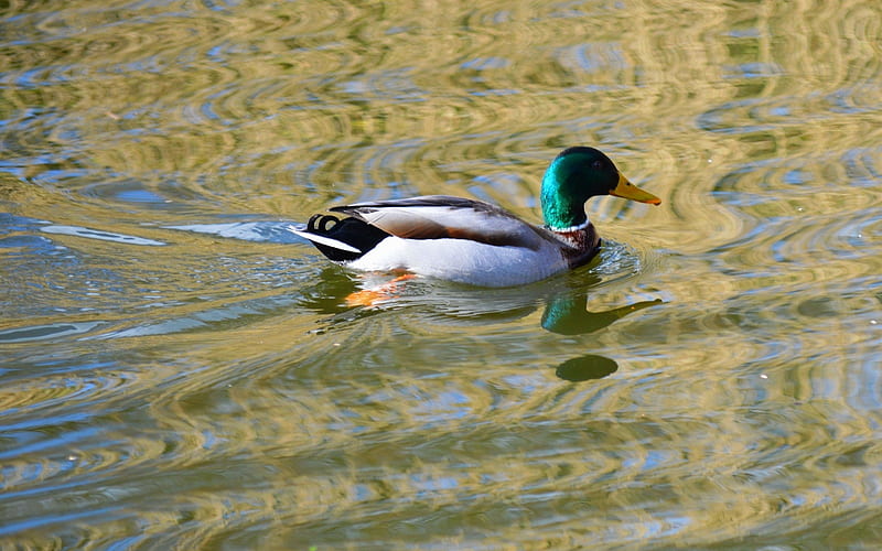 Mallard Duck, water, bird, reflection, duck, HD wallpaper