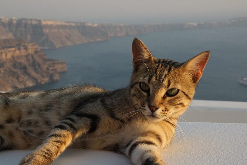 Santorini, lucky cat, cat with a view, cliffs, eyes, HD wallpaper