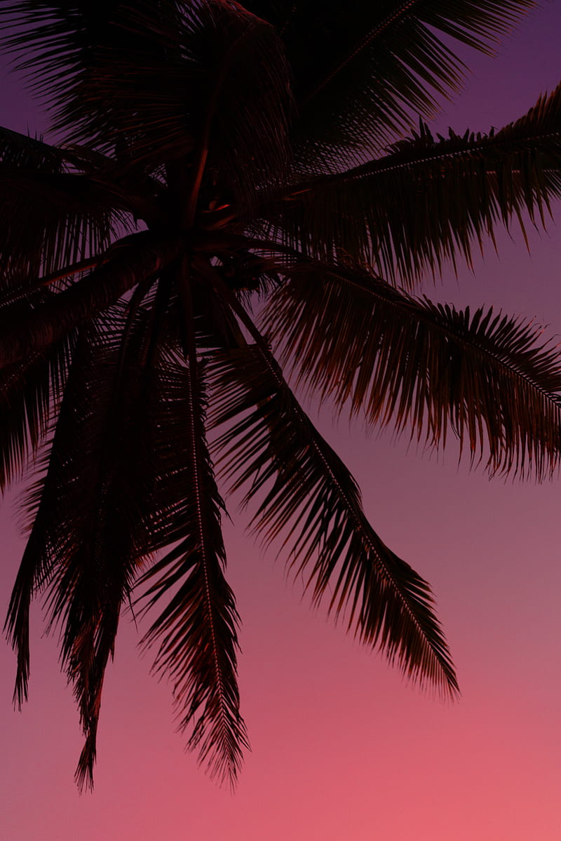 Palm tree silhouettes in the dark sky