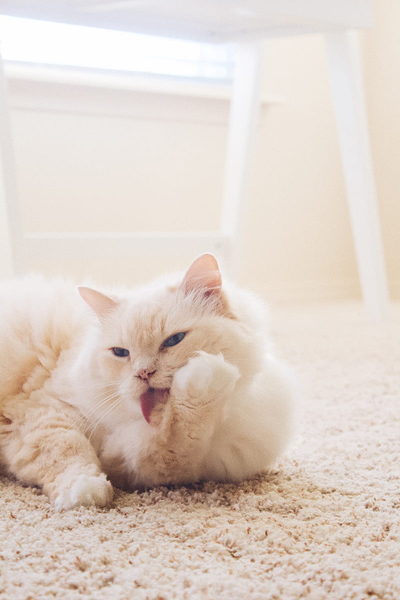 cat, fluffy, light, white, protruding tongue, carpet, HD phone wallpaper