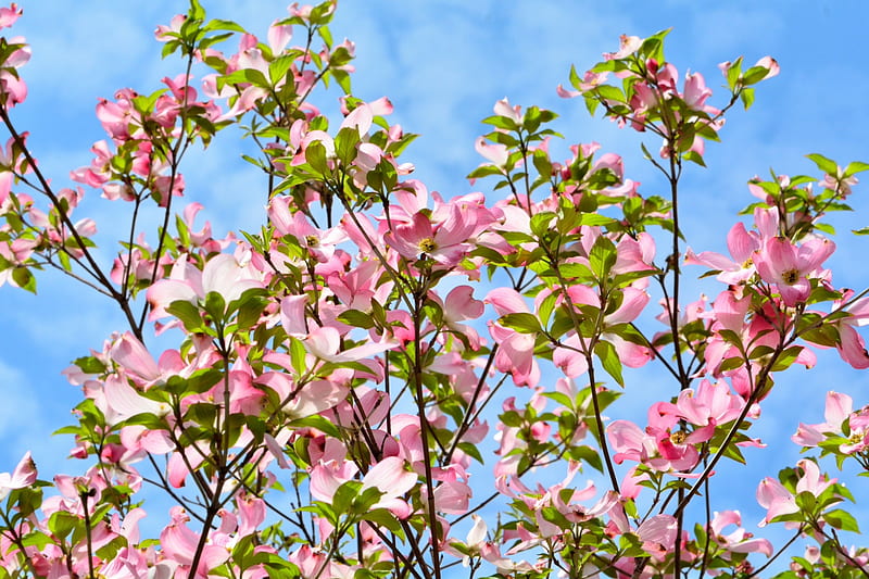 Blue Sky Spring, dogwood, pink flowers, pink dogwood, spring day, spring sky, blue sky, HD wallpaper