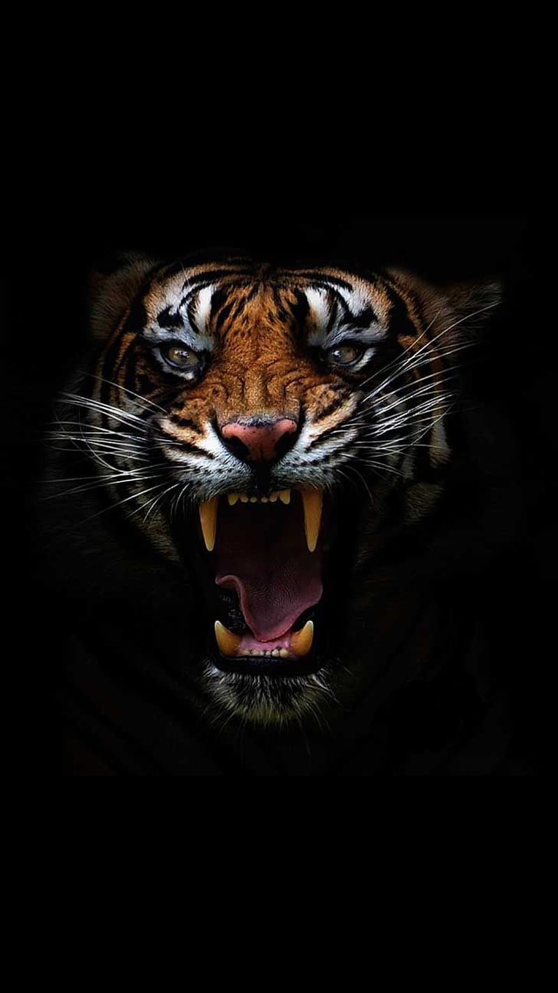 Tiger, angry, animal, big, cats, face teeth, wild, HD phone wallpaper |  Peakpx