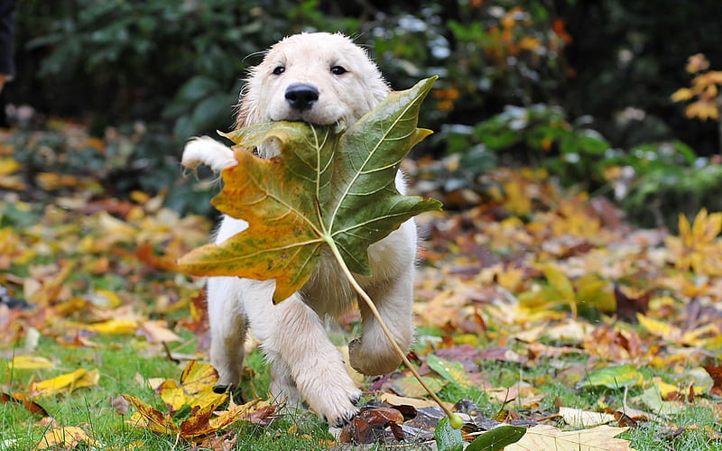 :), running, green, cute, autumn, leaf, caine, dog, golden retriever, puppy, yellow, toamna, HD wallpaper